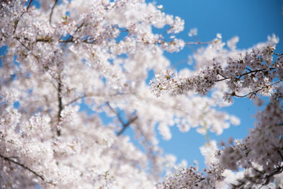 Low angle view of cherry blossom tree