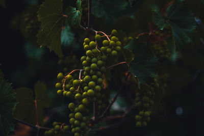 Georgian vine