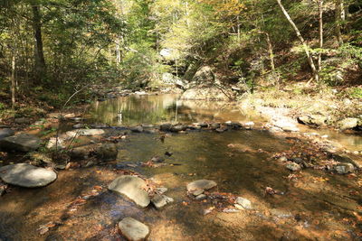 Scenic view of river in forest