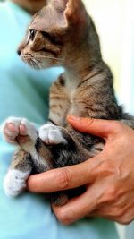 Close-up of hand holding cat