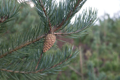 Close-up of pine tree