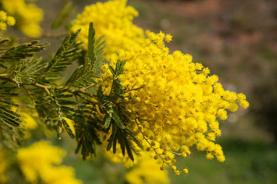 Close-up of yellow flowers