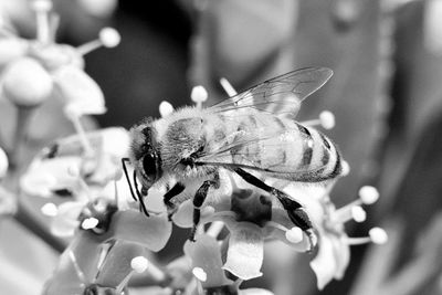 Close-up of bee perching on flower