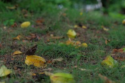 Close-up of autumn leaf on grass