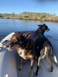 Dogs in a boat 