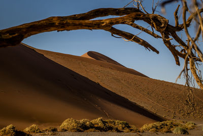 Bare tree at desert against clear blue sky