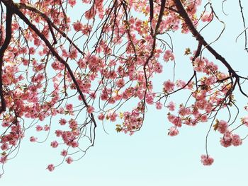 Low angle view of pink flowers