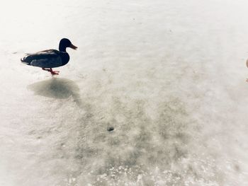 High angle view of bird perching on snow