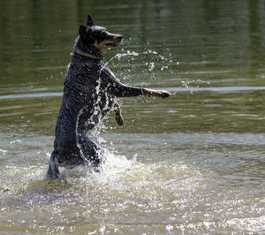 View of dog in water