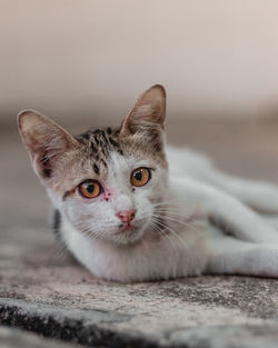 Close-up portrait of tabby cat on floor