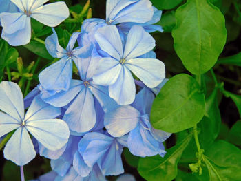 Close-up of flowers blooming outdoors