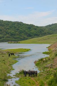 Horses in a lake