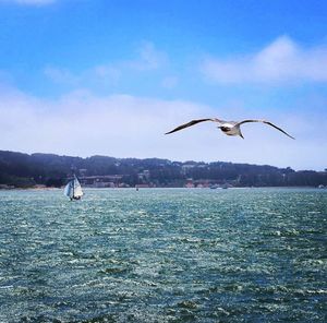 Seagull flying over water