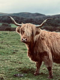 Highland cow