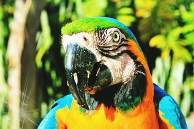 Close-up of parrot perching on branch