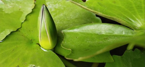 Close-up of wet green leaves