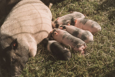 High angle view of pig and piglet on hay