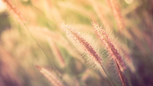 Close-up of dandelion flower