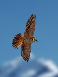 Low angle view of bird flying against sky