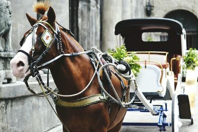 Horse cart on road