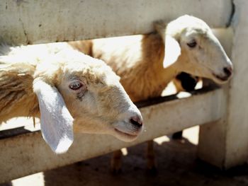 Close-up of sheep in pen