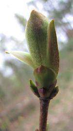 Close-up of flower buds