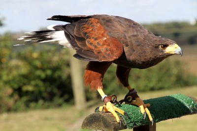 Kite perching on wood over field