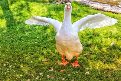 White duck in a field