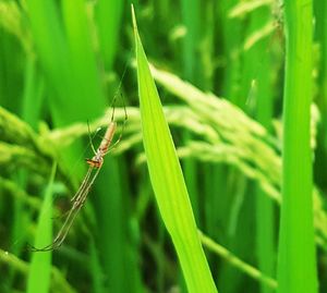 Close-up of insect on grass