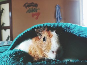 Close-up of guinea pigs at home