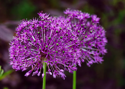 Beautiful blooming violet onion flowers in summer garden. 