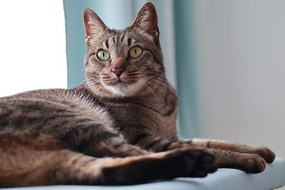 Close-up of cat lying on floor
