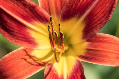 Close-up of lily growing outdoors