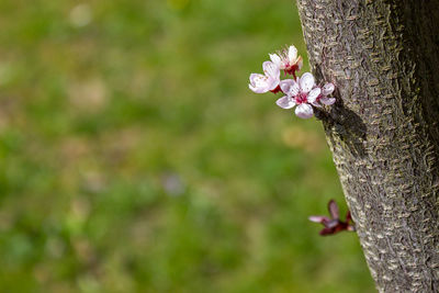 Close-up of pink cherry blossoms