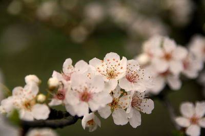 Close-up of white flowers