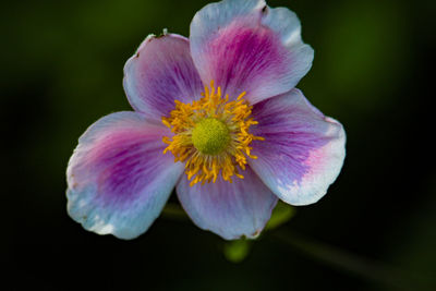 Close-up of pink flower against black background