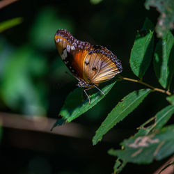 Close-up of butterfly on flower