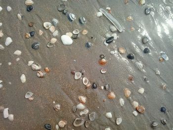 Pebbles in sea