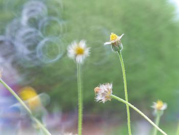 Close-up of insect on yellow flowering plant