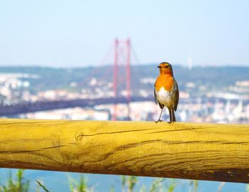 Close-up of a little bird perching on a wooden fence against a bridge in lisbon