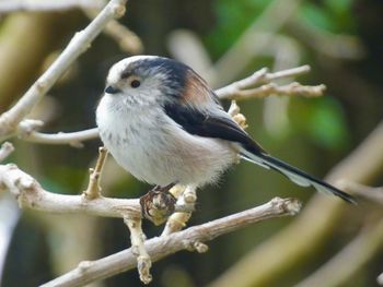 Close-up of bird perching on branch