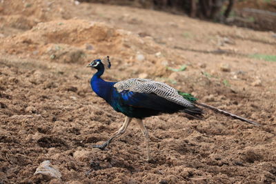 Side view of a peacock