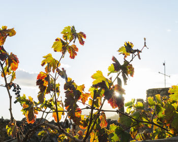 Low angle view of flower tree against clear sky