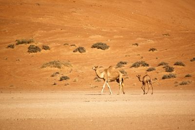 Camels walking on desert