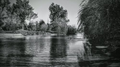 Reflection of trees in water