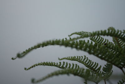 Close-up of fern against sky