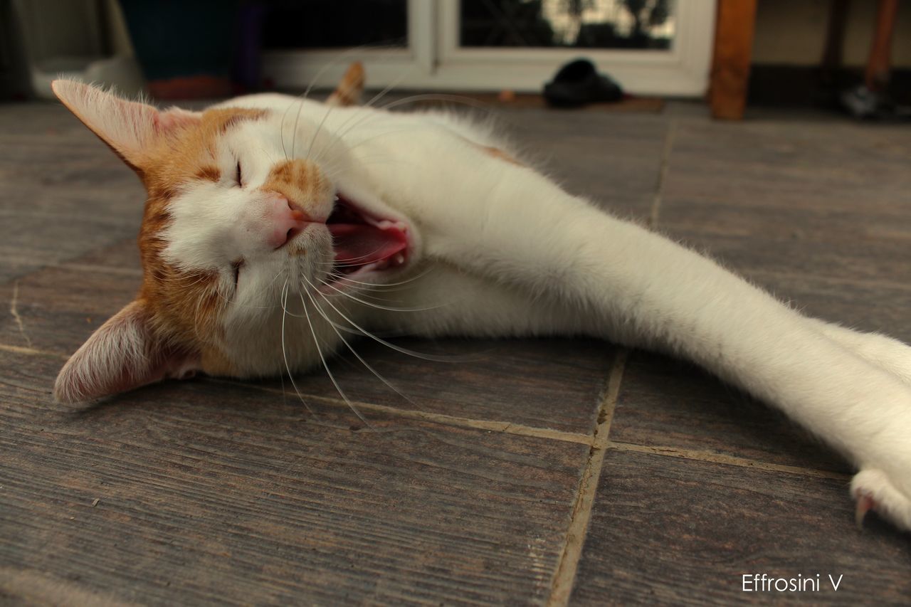 CLOSE-UP OF CAT SITTING ON WOODEN FLOOR