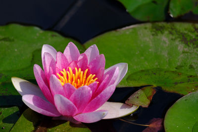 Close-up of lotus water lily in lake