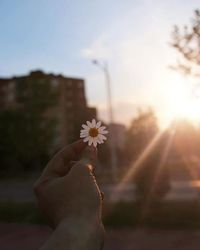 Close-up of hand holding flower