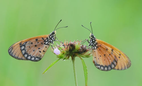 Close-up of butterfly pollinating on flower